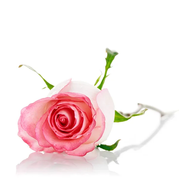 Rosa Rosa Rosa Sobre Fondo Blanco Flor Rosa Hermosa Flor — Foto de Stock