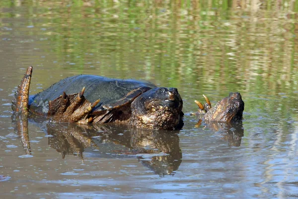 Vanliga Knäppa Sköldpaddor Chelydra Serpentina Parning — Stockfoto