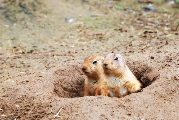 Dos Perros Pradera Cola Negra Cynomys Ludovicianus Sobresalen Una Madriguera — Foto de Stock