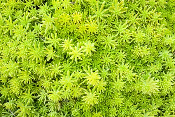 Roślina Zielony Liść Tekstura Tło — Zdjęcie stockowe