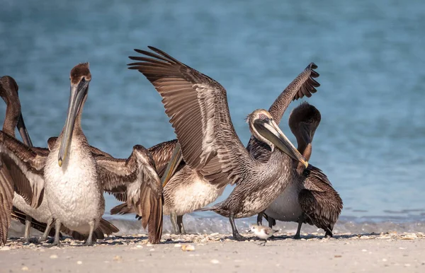 茶色のペリカン鳥ペリカン ミカンキイロアザミウマ水泳 ナポリ フロリダ州の貝パス飛んで — ストック写真