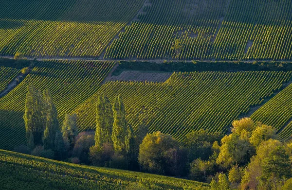 Champagne Vineyards Cote Des Bar Area Aube Department Les Riceys — Stock Photo, Image