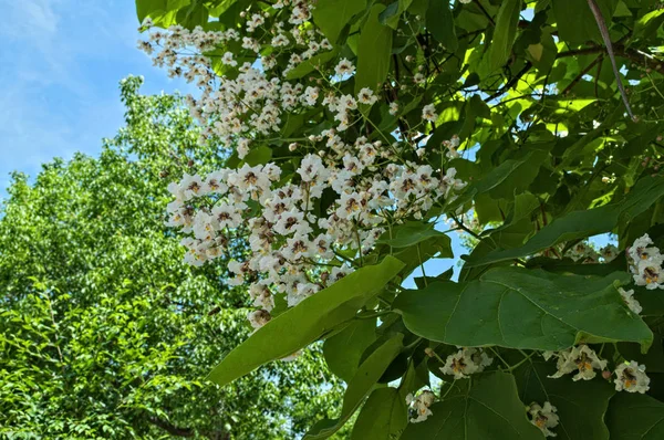 Albero Catalpa Fioritura Con Grandi Grappoli Fiori Bianchi — Foto Stock