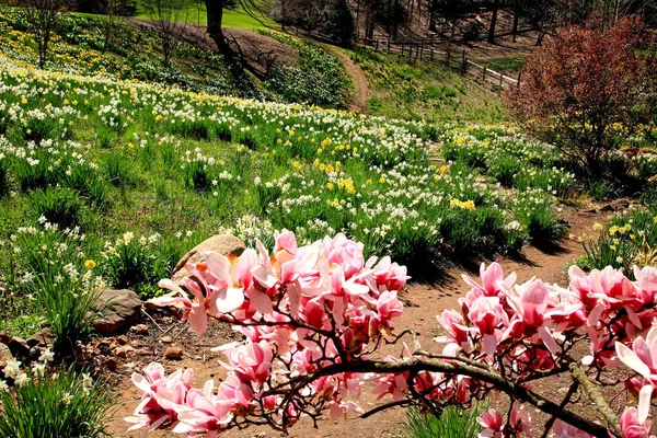 Narcis Kvetoucí Jaře Arboretum — Stock fotografie