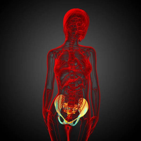 Ilustración Médica Del Hueso Pelvis Vista Frontal — Foto de Stock