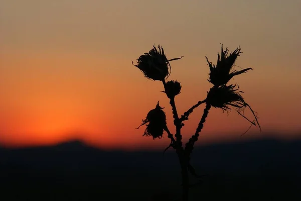 Atardecer Más Allá Del Cardo Oscuro Tiro Enmarcado Horizontalmente — Foto de Stock