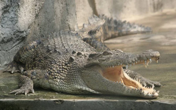 Crocodilie Nyitott Szájjal — Stock Fotó