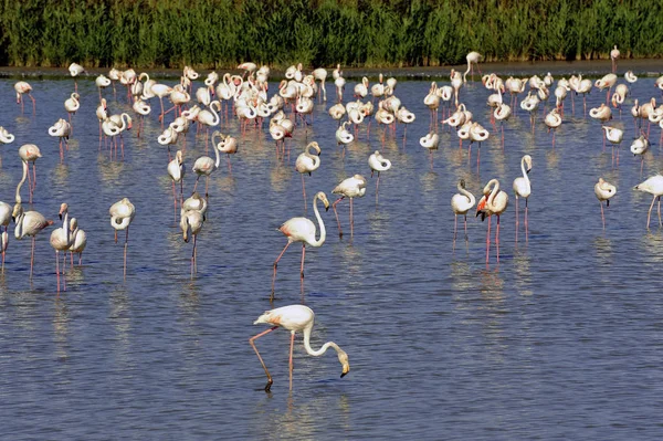 Flamencos Camargue Las Inmediaciones Saintes Maries Mer Languedoc Rosellón — Foto de Stock