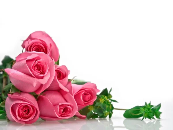 Rosas Rosadas Aisladas Blanco — Foto de Stock