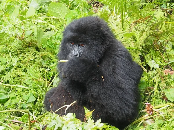 Gorilas Montaña Parque Nacional Los Volcanes Ruanda — Foto de Stock