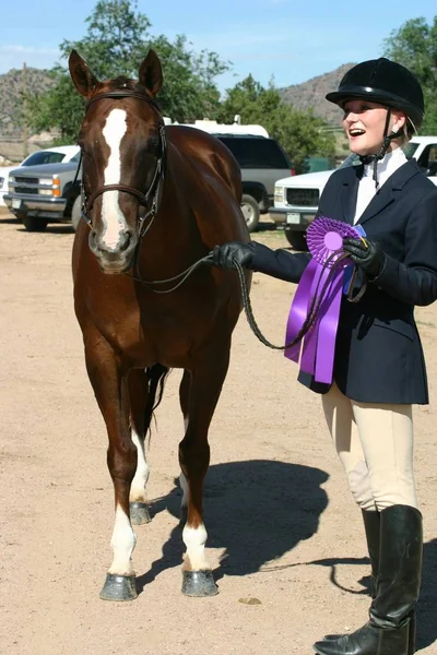 Joven Ecuestre Muestra Hermoso Caballo Arreglado Roseta Campeona Cintas Azules —  Fotos de Stock