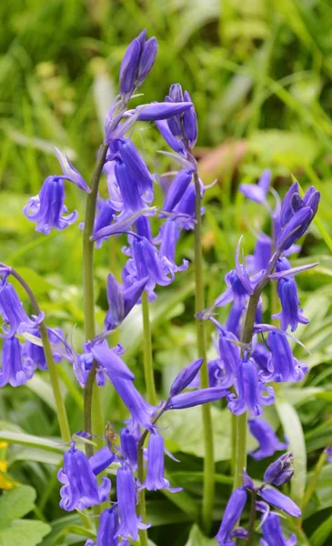 Uma Imagem Close Bluebells Floração Primavera — Fotografia de Stock