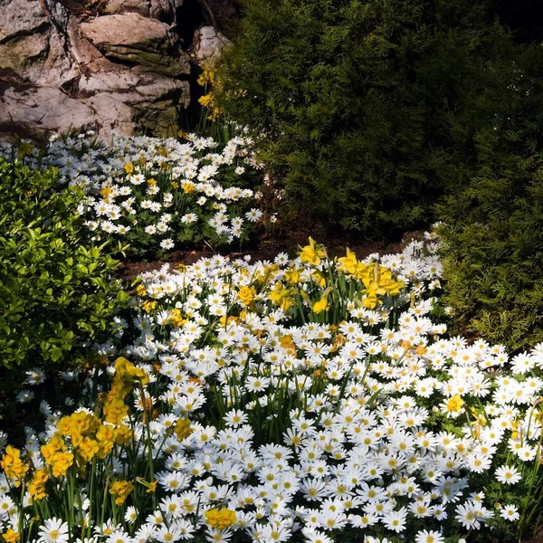 Białe Anemone Blanda Żółte Kwiaty Żonkil Wiosennym Ogrodzie — Zdjęcie stockowe