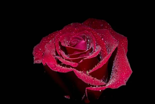 Rose rouge sur noir images libres de droit, photos de Rose rouge sur noir |  Depositphotos