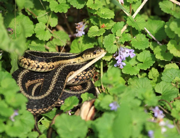 Oriental Liguero Serpiente Calentamiento Mañana Sol — Foto de Stock