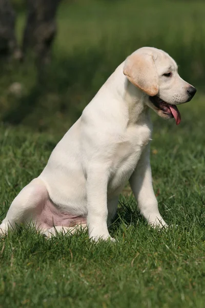 Amarelo Filhote Cachorro Labrador Sentado Grama — Fotografia de Stock