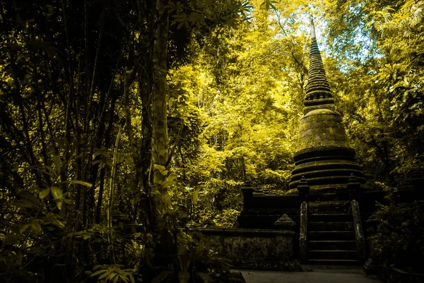 Pagoda Dorada Encuentra Bosque — Foto de Stock