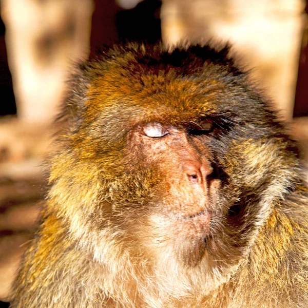 Old Monkey Africa Morocco Natural Background Fauna Close — Stock Photo, Image