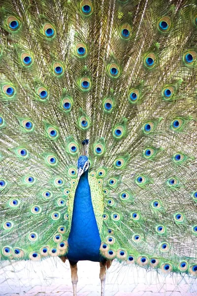 一只美丽的孔雀的形象与五颜六色的羽毛 — 图库照片