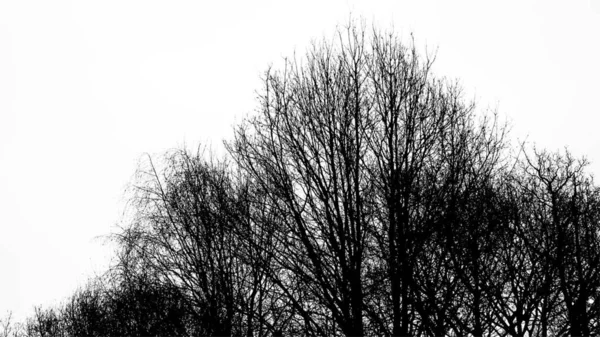 黑白古树的剪影 — 图库照片