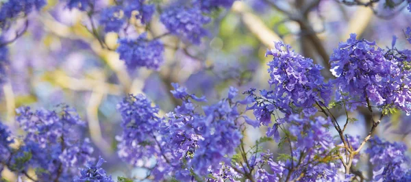 Beautiful deep purple coloured jacaranda tree in bloom in Brisbane, Queensland.