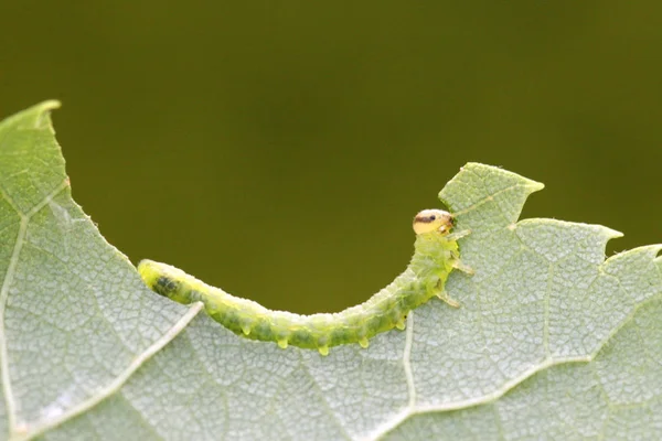 Chenille Mange Une Feuille Verte — Photo