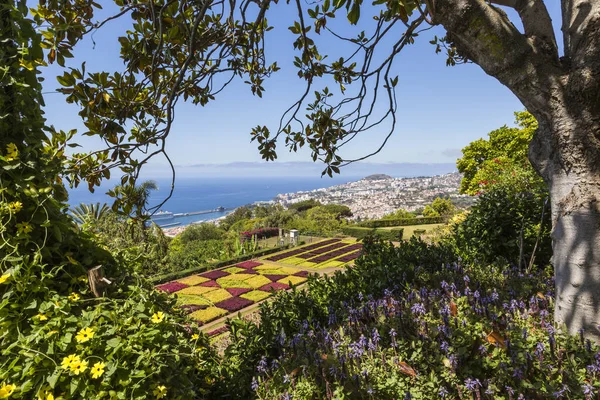Jardins Botaniques Tropicaux Célèbres Funchal Île Madère Portugal — Photo