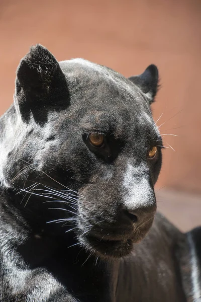 Portrait Profil Latéral Rapproché Jaguar Noir Panthera Onca Panthère Noire — Photo