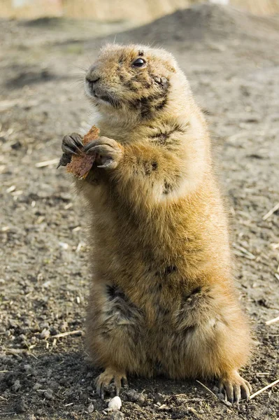 Close Van Schattige Prairie Hond — Stockfoto