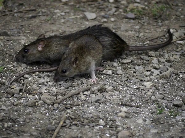 Verschiedene Tiere Selektiver Fokus — Stockfoto