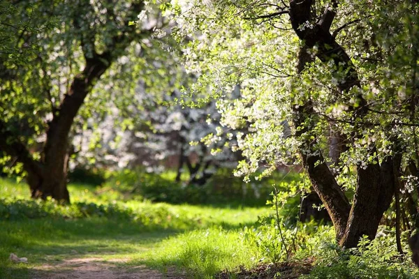 Blommande Äppelträd Parken Väg Våren Ryssland — Stockfoto