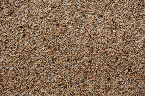 Παραθαλάσσια Άμμος Που Κοντινή Θέα Αποδεικνύεται Ότι Είναι Ένα Κοραλλιογενή — Φωτογραφία Αρχείου