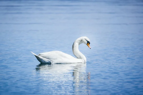 Una Imagen Cisne Blanco Lago Starnberg —  Fotos de Stock