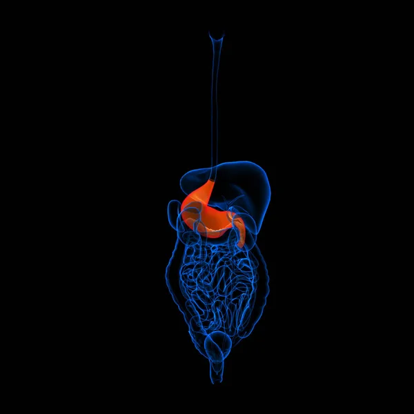 Sistema Digestivo Humano Estômago Vermelho Colorido Visão Traseira — Fotografia de Stock