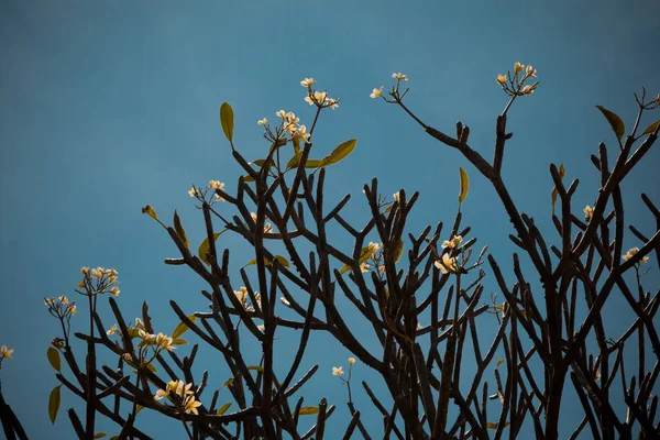 Όμορφα Τροπικά Λουλούδια Frangipani Plumeria — Φωτογραφία Αρχείου