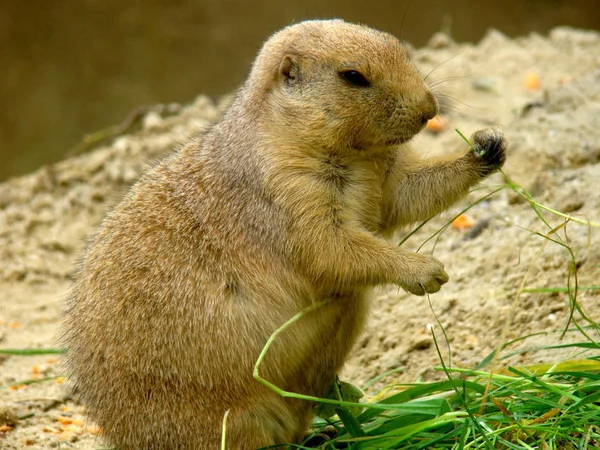 Het Eten Van Desert Marmot Dag Tijd — Stockfoto