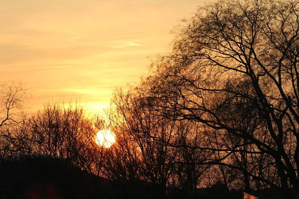 Vue Panoramique Sur Magnifique Coucher Soleil Des Arbres — Photo