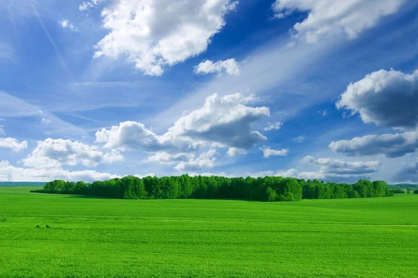 Imagem Conceitual Campo Floresta Imagem Campo Verde Floresta Com Céu — Fotografia de Stock