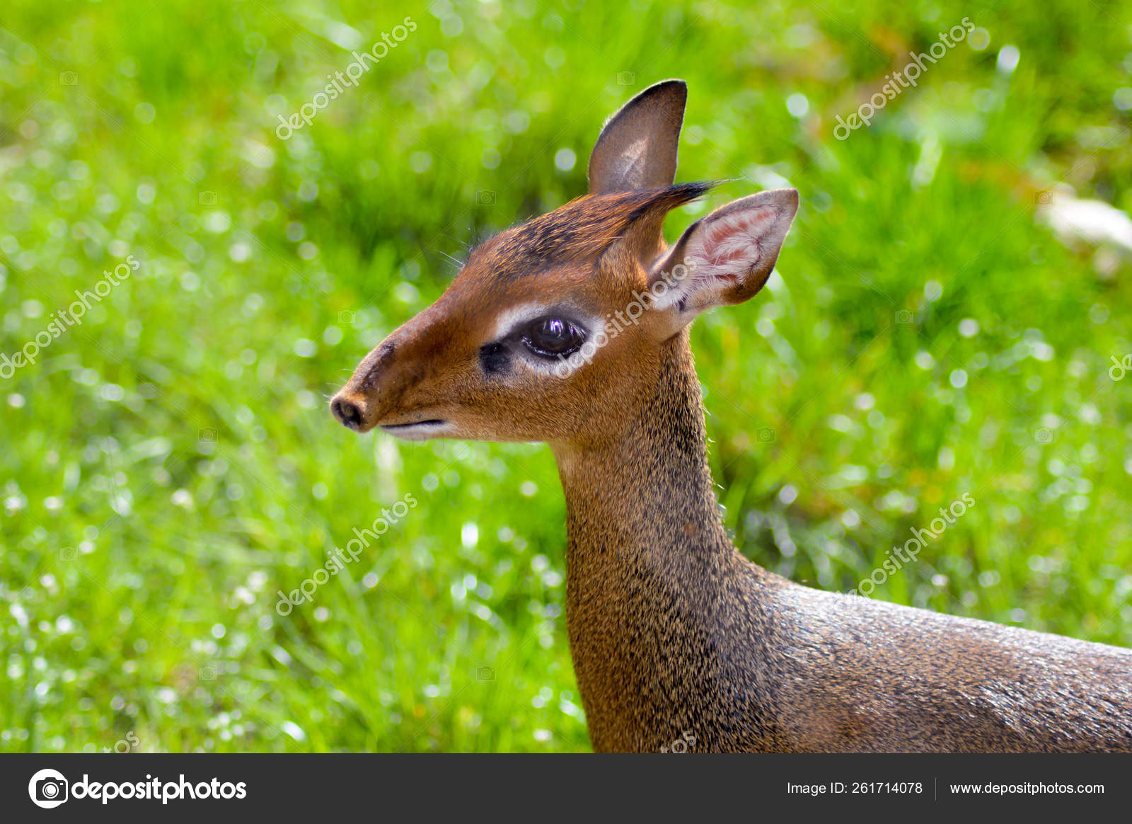 Head Dik Dik Green Background Watching Surroundings Wildlife Park Stock