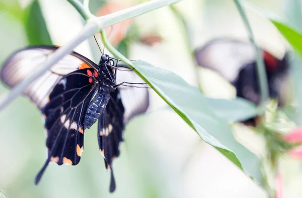 Grande Mórmon Amarelo Papilio Lowi Fêmea Com Asas Abertas Vista — Fotografia de Stock