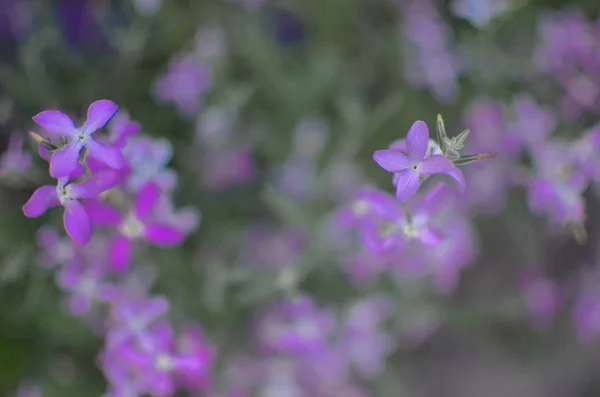 Νυχτερινά Άνθη Βιολετί Άνοιξη Απαλή Matthiola Longipetala Φόντο — Φωτογραφία Αρχείου