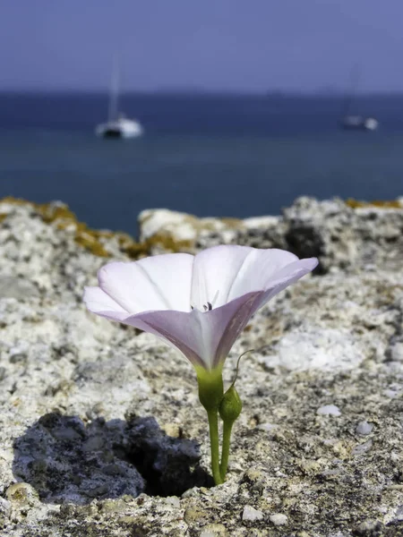 Flor Blanca Roca Fondo Del Mar —  Fotos de Stock