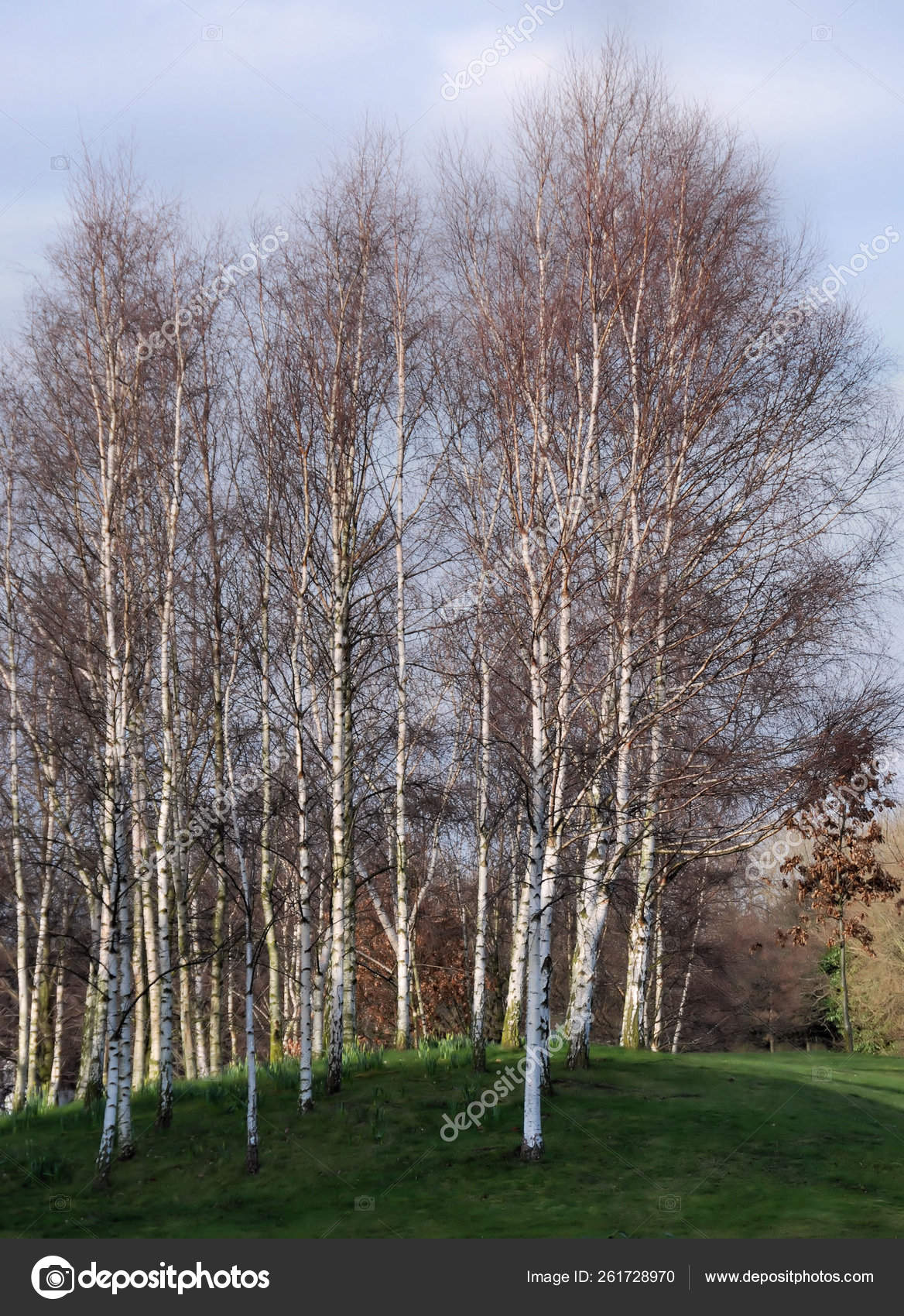 Silver Birch Tree Stock Editorial Photo C Yayimages Silver Birch Tree Stock Editorial Photo C Yayimages