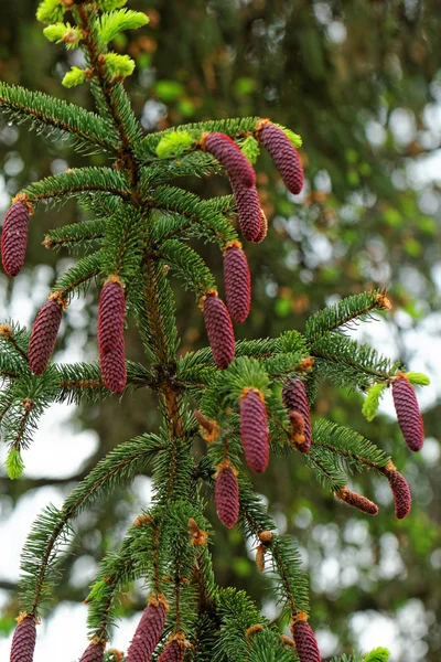 Pino Con Brotes Pino Fresco Piñas Rojas — Foto de Stock