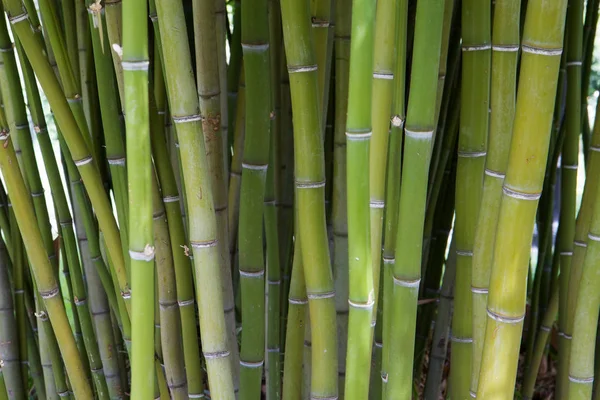 Thick Clump Green Bamboo Tree Trunks — Stock Photo, Image