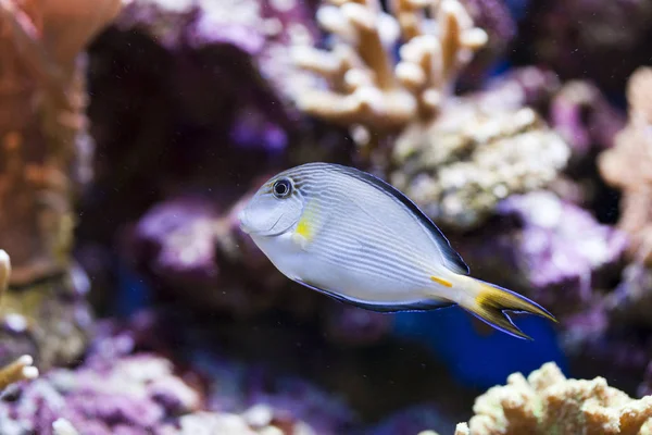 Tropical Animal Salt Water Fish Tank Aquarium Water Flash Light — Stock Photo, Image