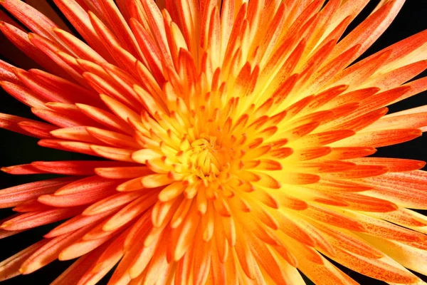 Fondo Con Una Vista Cerca Una Flor Crisantemo Naranja — Foto de Stock