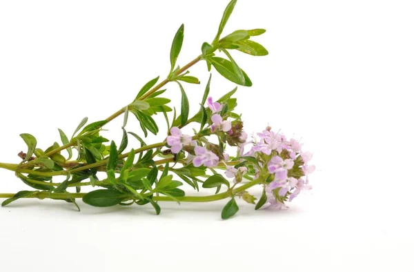 Close Beautiful Thyme Flowers — Stock Photo, Image