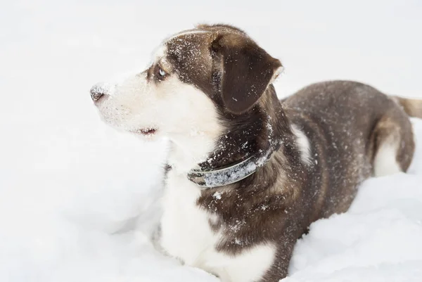 Μεγαλόσωμος Σκύλος Τοποθέτηση Στο Χιόνι Επικεντρωθεί Μπλε Μάτια — Φωτογραφία Αρχείου