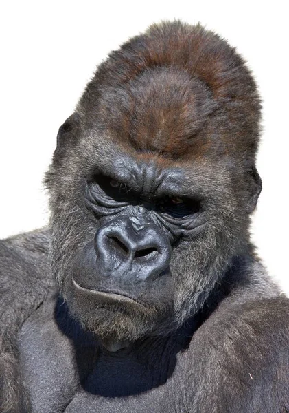 Gorilla Porträt Auf Weißem Hintergrund Vertikal — Stockfoto